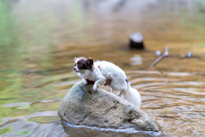 View of dog on rock in lake