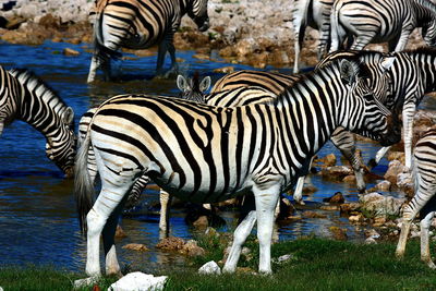 Zebras zebra in water