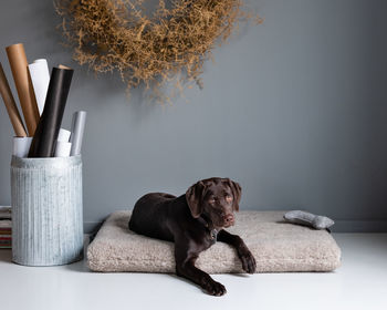 Labrador puppy laying on a cushion in a modern interior setting