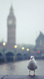 Seagull perching on a building