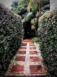 Plants growing on footpath