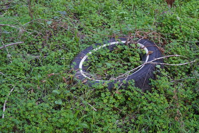 High angle view of plants growing on field