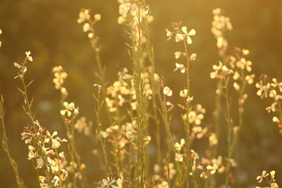 Close-up of flowers growing in field