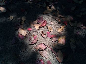 High angle view of dried autumn leaves on land