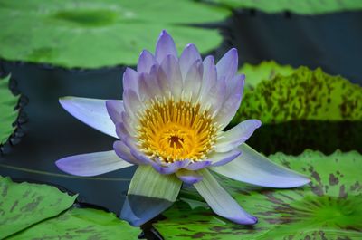 Close-up of lotus water lily in pond