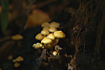 Close-up of mushrooms growing on tree trunk