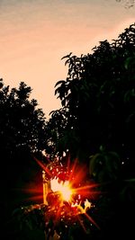 Silhouette of tree at night