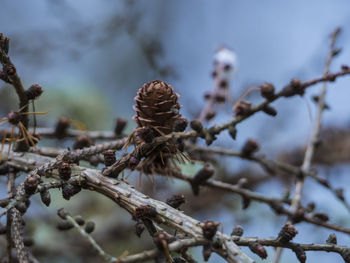 Close-up of flowers on branch