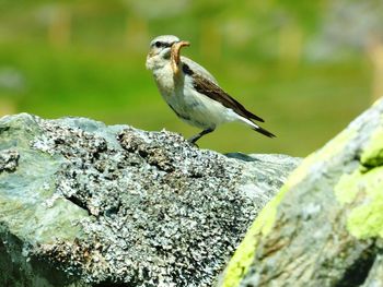 Close-up of bird perching on white background