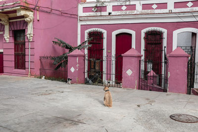 View of cat against building
