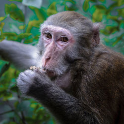 Close-up of monkey