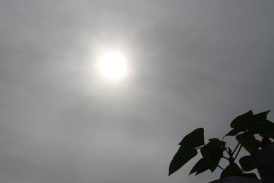 Low angle view of plants against sky