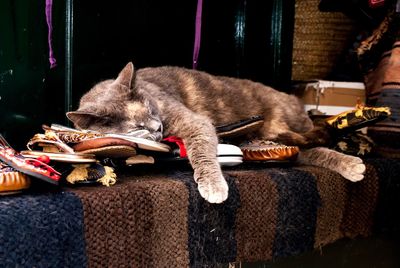 Sleeping cat in dubrovnik shop 