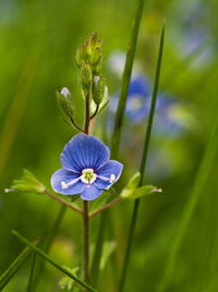 Close-up of purple flowering plant