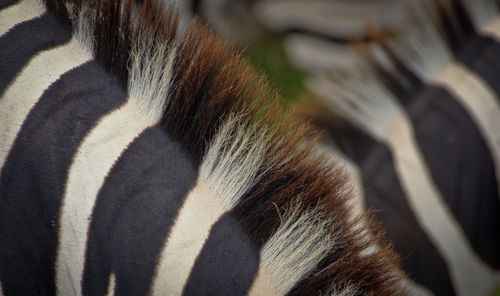 Close-up of a horse