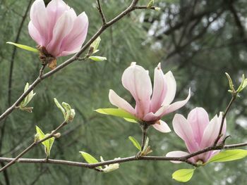 Close-up of pink magnolia blossoms in spring