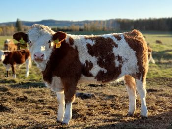 Little shaggy cow in the field