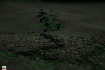 Close-up of plants