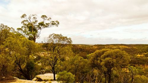 Plants growing on landscape against sky