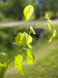 Close-up of fresh green leaves