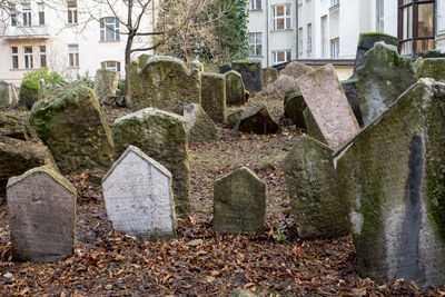 Plants growing in cemetery against building