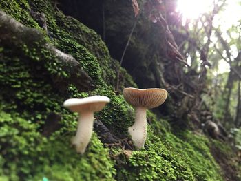 Close-up of mushrooms growing on tree trunk