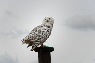 Low angle view of owl perching on pole against sky