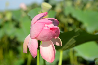 Close-up of pink rose flower