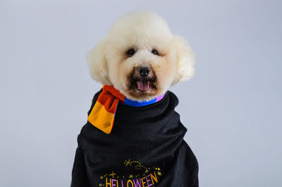 Adorable white poodle dog wearing halloween costume with happy face on white color background.