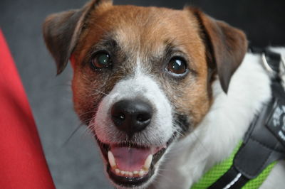 Close-up portrait of dog