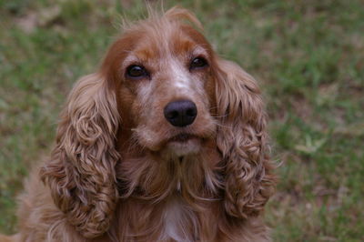 Close-up portrait of dog on field