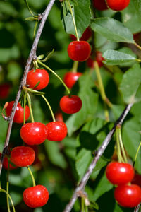 Close-up of red tomatoes growing on plant