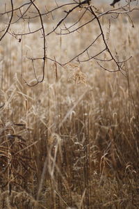 Close-up of dry plants on field