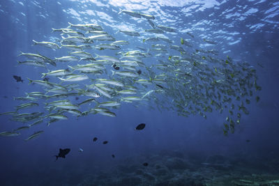 Fish swimming in sea