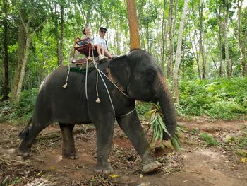 Elephant drinking water