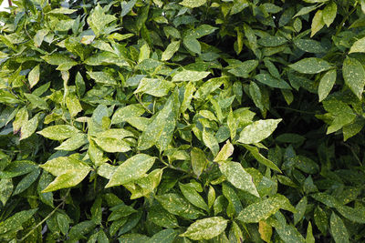 High angle view of leaves on field