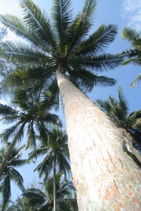 Low angle view of palm tree against sky