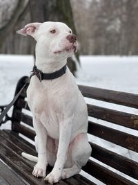 Dog looking away while sitting on bench