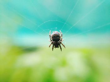 Close-up of spider on web