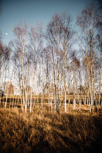 Bare trees on field against sky