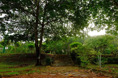 Footpath amidst trees