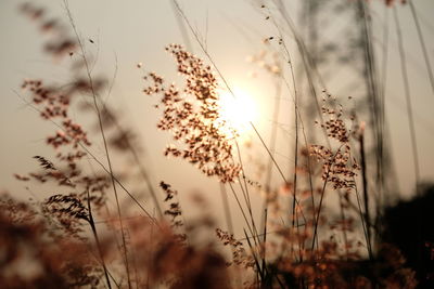 Close-up of silhouette plants on field against sky during sunset