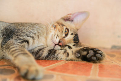 Close-up of cat resting on floor at home