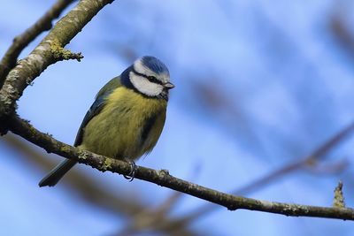 Low angle view of a bluetit perching on branch