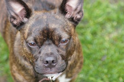 Close-up portrait of dog on field