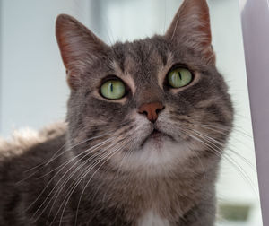 Close-up portrait of a cat