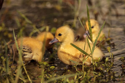 View of birds in grass