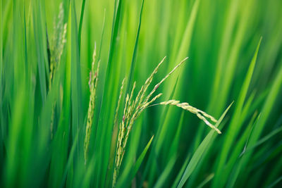 Close-up of crops growing on field