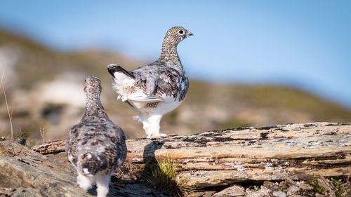 Close-up of birds perching on rock