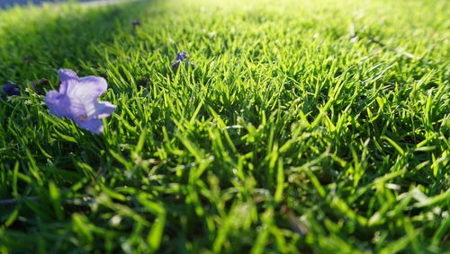 Close-up of crocus on field